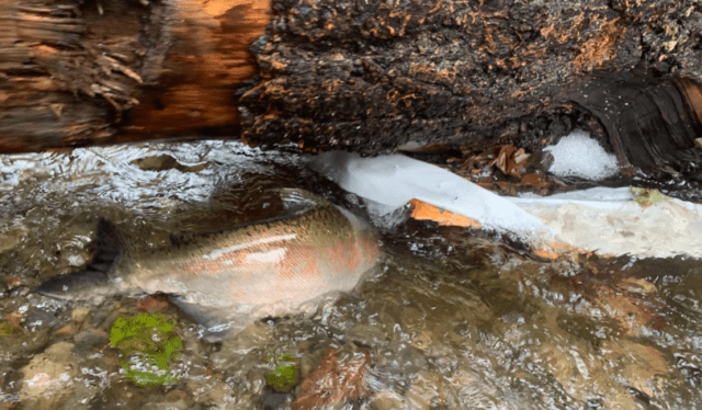 fish-passage-salmon