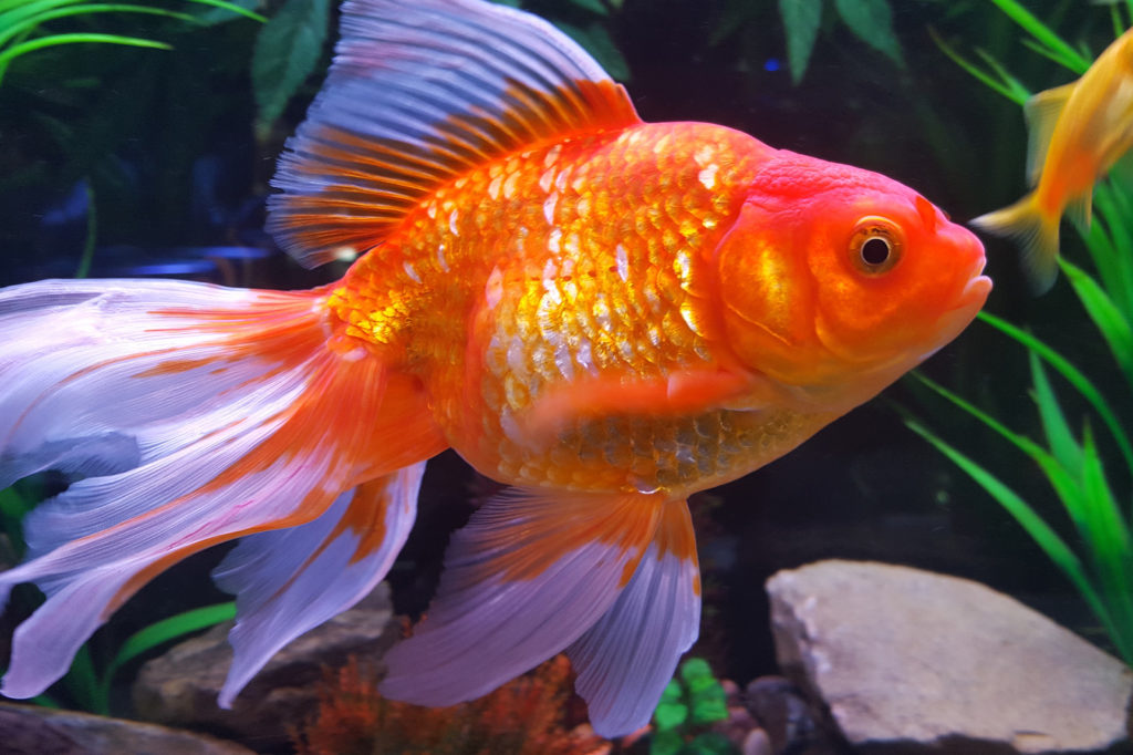 goldfish-up-close