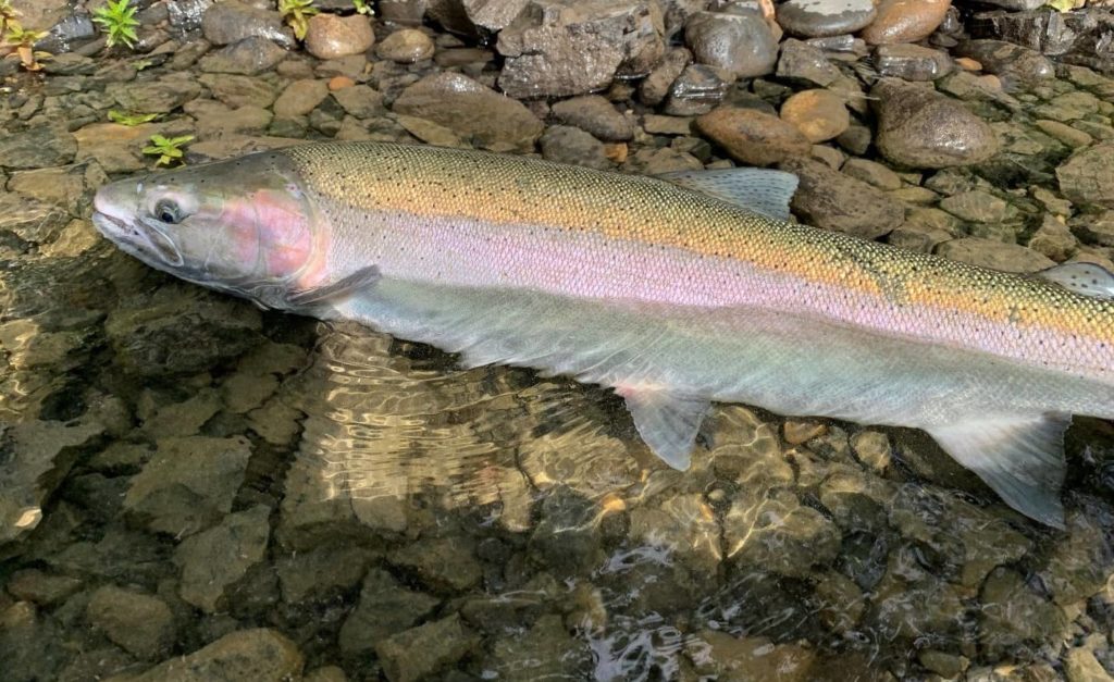 steelhead