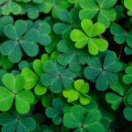 shamrocks