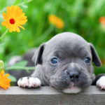 tiny-and-charming-new-born-puppy-of-the-american-bully-dog-breed-bulldog