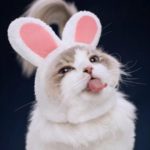 cat-as-bunny