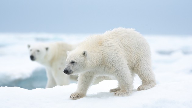 e_polar_bear_04222022