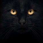 black-cat