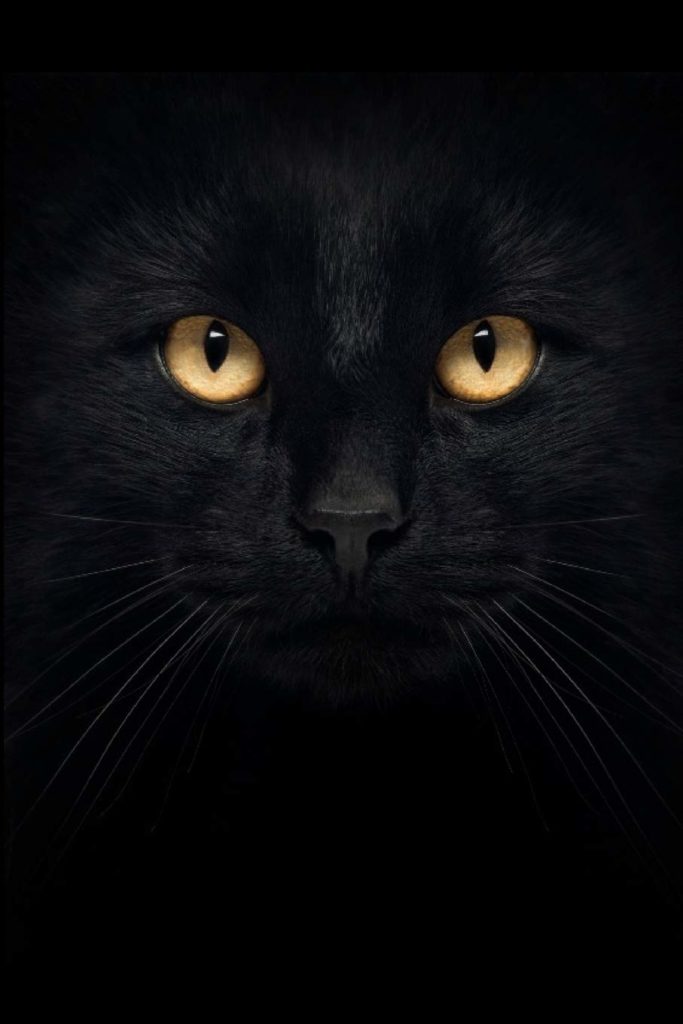 black-cat