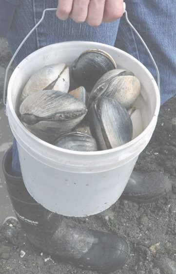 clamming