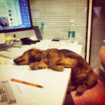 doggy-at-work