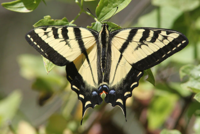 Why have these butterflies appeared in swarms this summer? We find ...