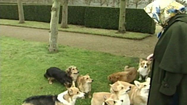 091122_abcnews_corgis