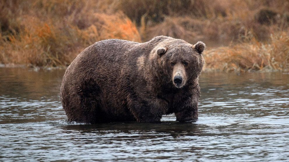 gettyimages_brownbear_092222