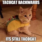 taco-cat