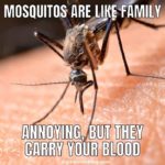 mosquito