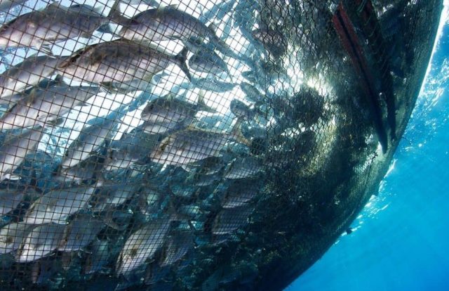 Jamestown Tribe urges state to reverse ban on net pen fish  farming