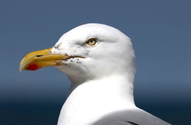 mean-gull