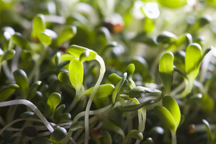 gettyimages_alfalfa_011923634242