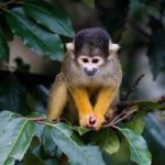 gettyimages_spidermonkey_020723991273