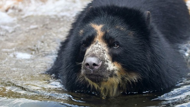 stlouiszoo_022523_benthebear475700