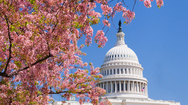 gettyrf_030123_capitolcherryblossoms684505