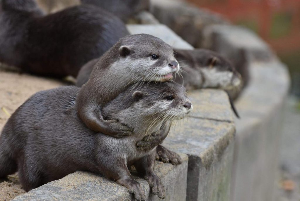 otter