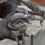 otter