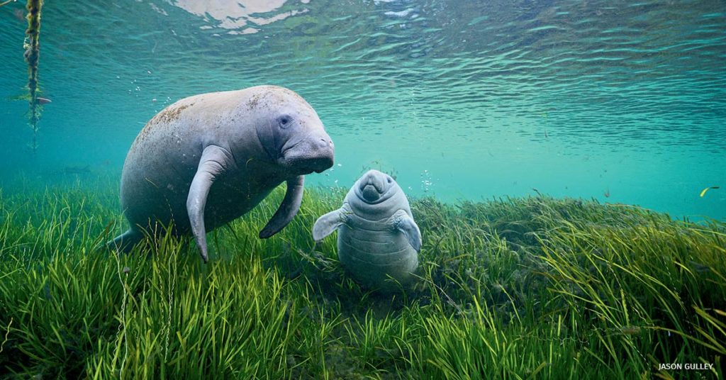 manatee