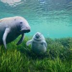 manatee