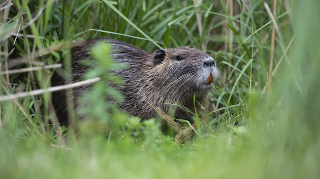 getty_4723_beaver220475