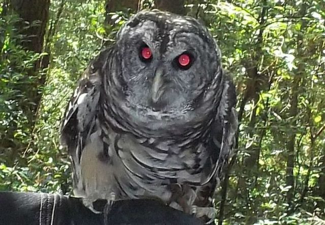 800px-barred_owl_by_atilla_sulker