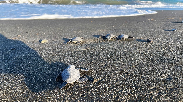 gettyimages_seaturtles_042023188676