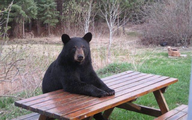 bear-at-picnic-table