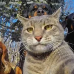 animal-selfie