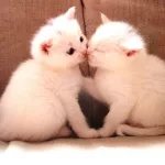 kissing