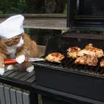 bbq-cat