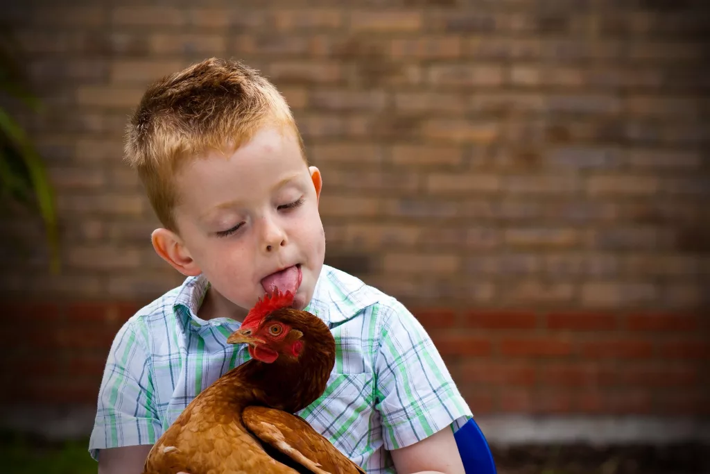 chicken-kiss