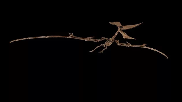 sotheby27s_pteranodonskeleton_071223131223