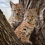 baby-bobcats