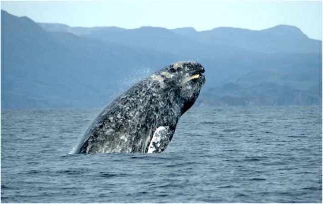 gray-whale-3