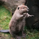 baby-beaver