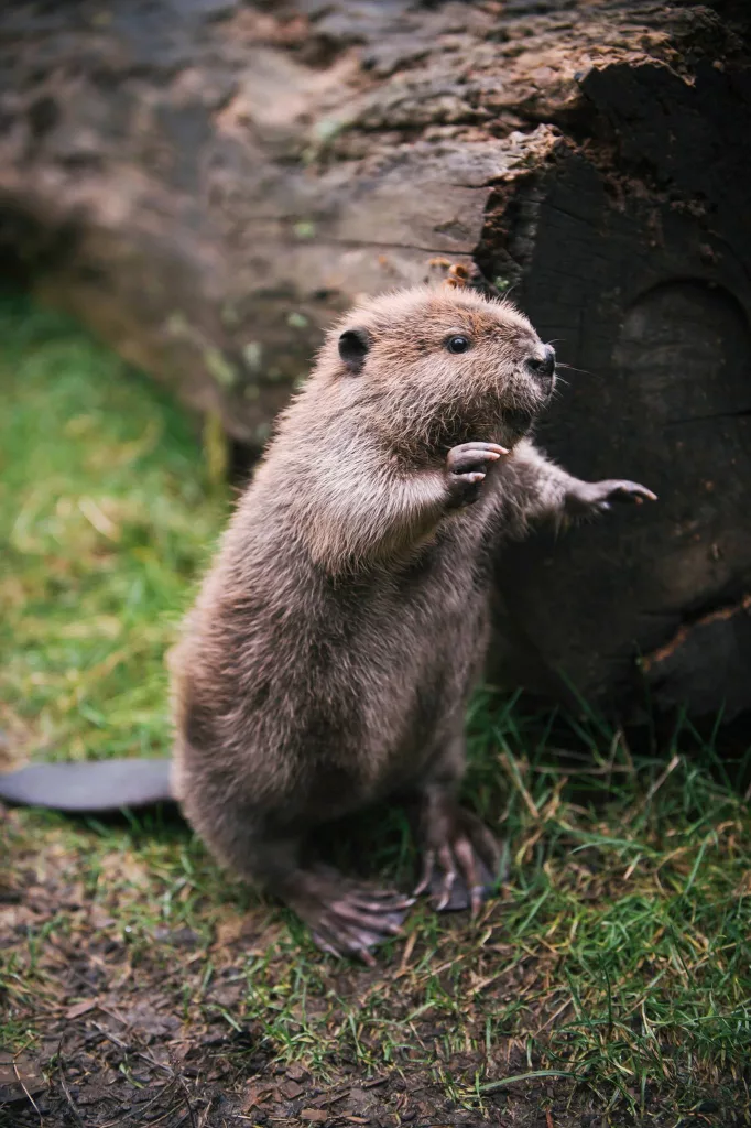 baby-beaver