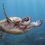 gettyimages_seaturtle_01242480961