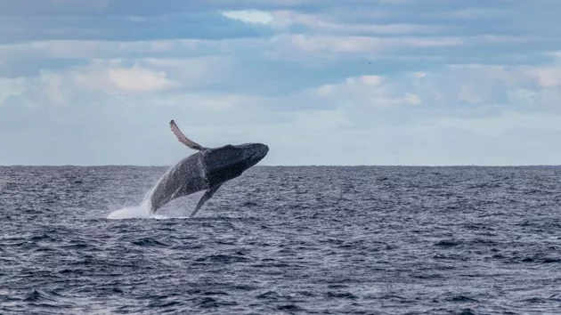 gettyimages_humpbackwhale_022924509916