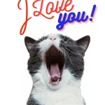 cat-i-love-you