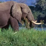 gettyimages_elephant_040324687267
