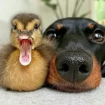 puppy-and-duck