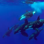 gettyimages_orca_05142434630