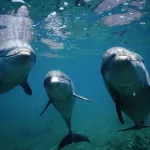 getty_062824_dolphins-stock733914