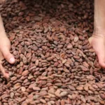 cocoa-beans