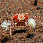 pom-pom-crab