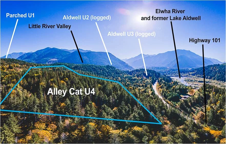 alley-cat-elwha