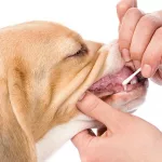 beagle-with-a-swab-in-its-mouth-for-dna-testing